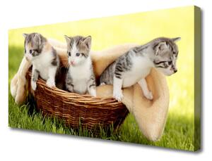 Quadro stampa su tela Gatti Animali domestici 100x50 cm