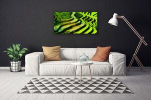Quadro stampa su tela Campo di riso Natura della foresta 100x50 cm