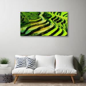 Quadro stampa su tela Campo di riso Natura della foresta 100x50 cm