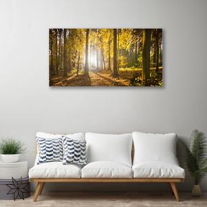 Stampa quadro su tela Foresta, piante, natura 100x50 cm
