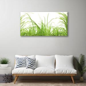 Quadro su tela Erba, piante, natura 100x50 cm