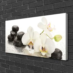 Quadro su tela Pianta di pietre di fiori 100x50 cm