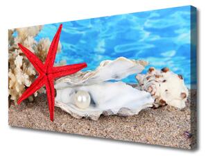 Quadro su tela Stelle marine, conchiglie, natura 100x50 cm