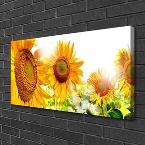 Quadro su tela Pianta di fiori di girasole 100x50 cm