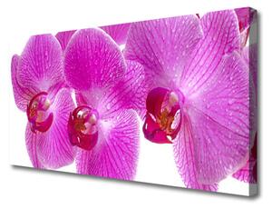 Quadro stampa su tela Fiori, piante, natura 100x50 cm