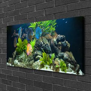 Quadro su tela Pesce d'acquario naturale 100x50 cm