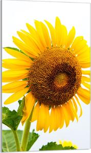 Piastra copriforno 30x52 Coperchio per piano cottura in Vetroceramica Paraspruzzi Piatto in vetro Tagliere decorativo, giallo girasole
