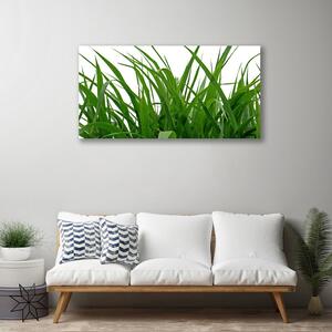 Quadro su tela Erba, piante, natura 100x50 cm