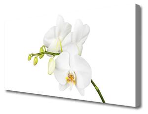 Quadro stampa su tela Fiori di orchidea Natura 100x50 cm