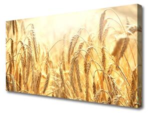 Foto quadro su tela Campo di cereali Orecchie Natura 100x50 cm
