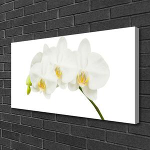 Stampa quadro su tela Gambi di orchidea Fiori Natura 100x50 cm