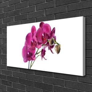 Quadro su tela Fiori di orchidea Natura 100x50 cm