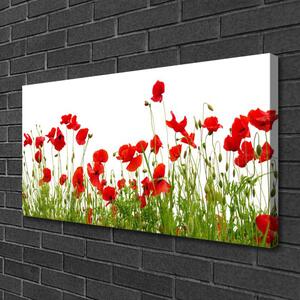 Quadro su tela Prato, papaveri, fiori, natura 100x50 cm