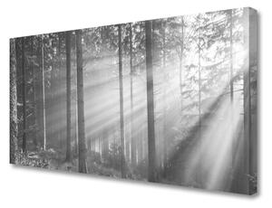 Quadro su tela Foresta naturale Raggi del sole 100x50 cm