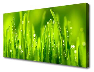 Quadro su tela Erba Verde Gocce Di Rugiada 100x50 cm