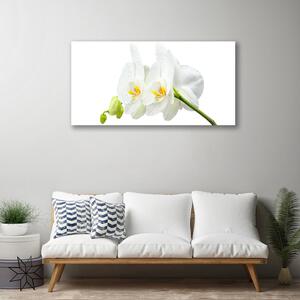 Quadro stampa su tela Petali di fiori di un'orchidea bianca 100x50 cm