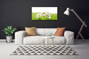 Foto quadro su tela Pianta di fiori di margherita 100x50 cm