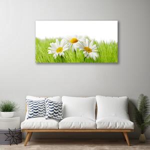 Foto quadro su tela Pianta di fiori di margherita 100x50 cm