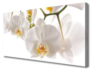 Quadro su tela Fiori di orchidea Natura 100x50 cm