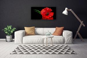Foto quadro su tela Natura della pianta del papavero del fiore 100x50 cm