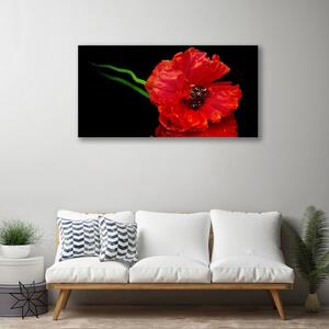Foto quadro su tela Natura della pianta del papavero del fiore 100x50 cm