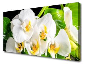 Quadro stampa su tela Fiori di orchidea Natura 100x50 cm