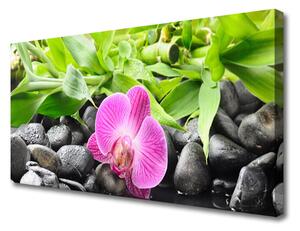 Quadro su tela Fiori della pianta dell'orchidea 100x50 cm