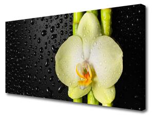 Stampa quadro su tela Fiori di orchidea di bambù 100x50 cm