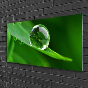 Quadro in vetro Gocce d'acqua di foglie Pianta 100x50 cm