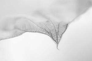 Fotografia A Dry Leaf the tip of a Hosta Plant, Nancybelle Gonzaga Villarroya