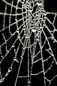 Fotografia Spider Web, samveitch, (26.7 x 40 cm)