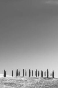 Fotografia Cypress Trees Tuscany, StephenBridger, (26.7 x 40 cm)