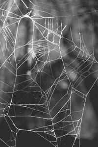 Fotografia Monochrome Web, Gary Rundle, (26.7 x 40 cm)