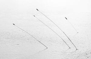 Fotografia Four reeds poking through the ice, Nick Fitzhardinge
