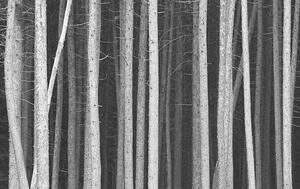 Fotografia Black and White Pine Tree Trunks Background, ImagineGolf