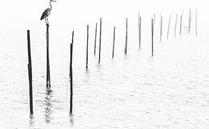 Fotografia Gray heron sitting on pole of fish trap in fog, RelaxFoto.de