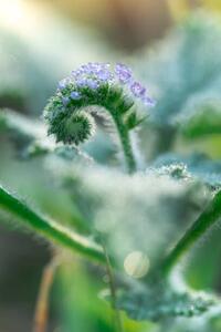 Fotografia Little grass flower with dew droplets, somnuk krobkum, (26.7 x 40 cm)