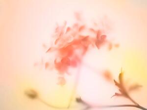 Fotografia Multi colored abstract background of the flower, Level1studio