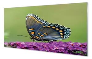 Quadro vetro Farfalla colorata sui fiori 100x50 cm