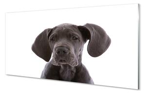 Quadro su vetro acrilico Cane marrone 100x50 cm 2 appendini