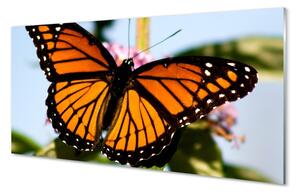 Quadro in vetro Farfalla colorata 100x50 cm