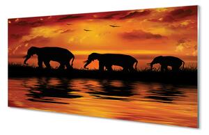 Quadro in vetro Lago dell'elefante occidentale 100x50 cm