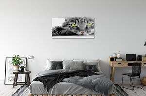 Quadro vetro Gatto grigio e nero 100x50 cm