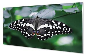 Quadro su vetro Foglie di farfalla colorate 100x50 cm