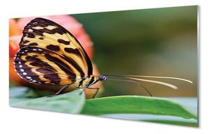 Quadro in vetro Farfalla 100x50 cm