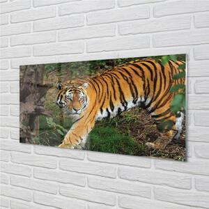 Quadro di vetro Foresta delle tigri 100x50 cm