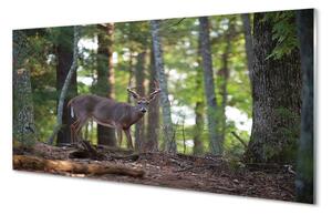 Quadro di vetro Foresta di cervi 100x50 cm