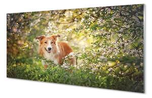 Quadro di vetro Fiori di bosco per cani 100x50 cm