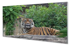 Quadro in vetro Foresta delle tigri 100x50 cm