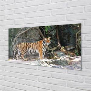 Quadro su vetro Tigre della giungla 100x50 cm